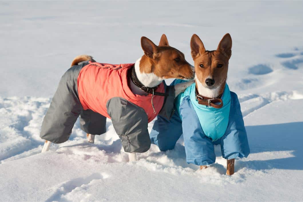 How To Keep Your Pet Safe This Winter