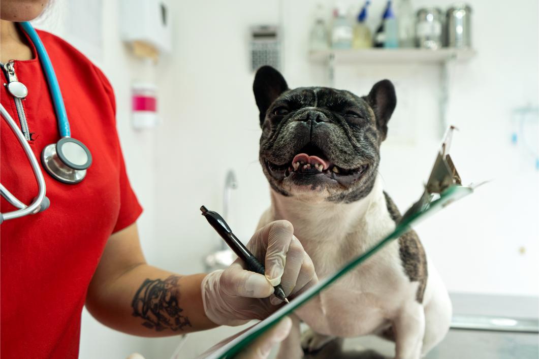 Dental Care for Senior Pets