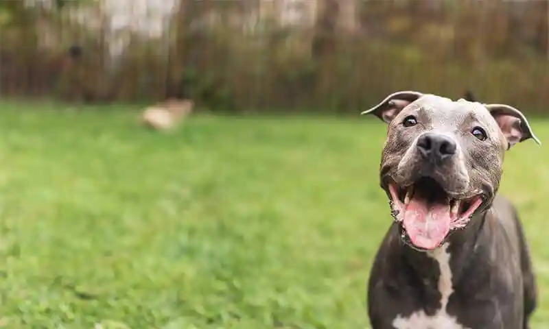 Dog in field