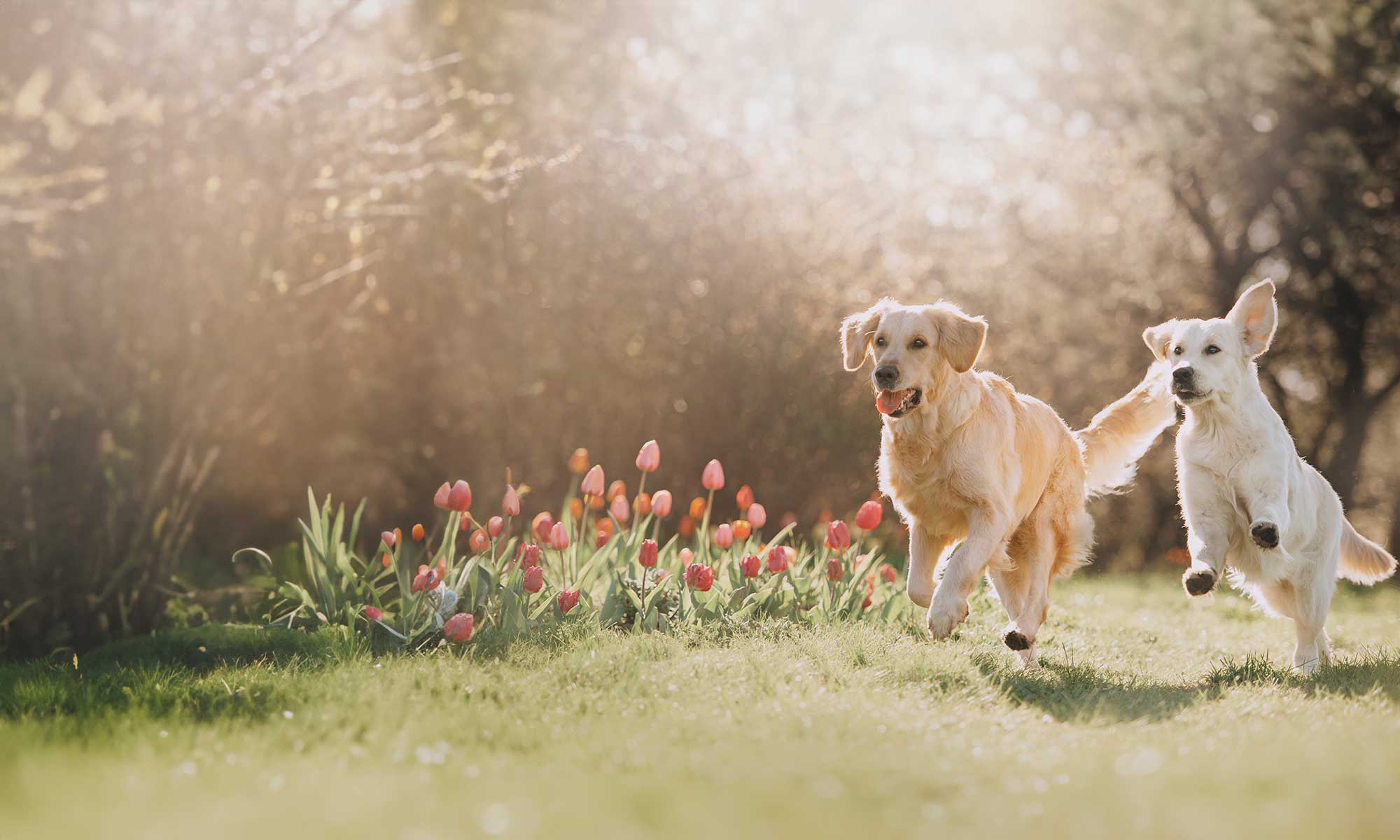 Two dogs running outdoors