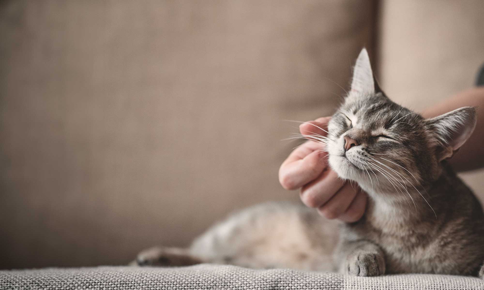 A cat being petted