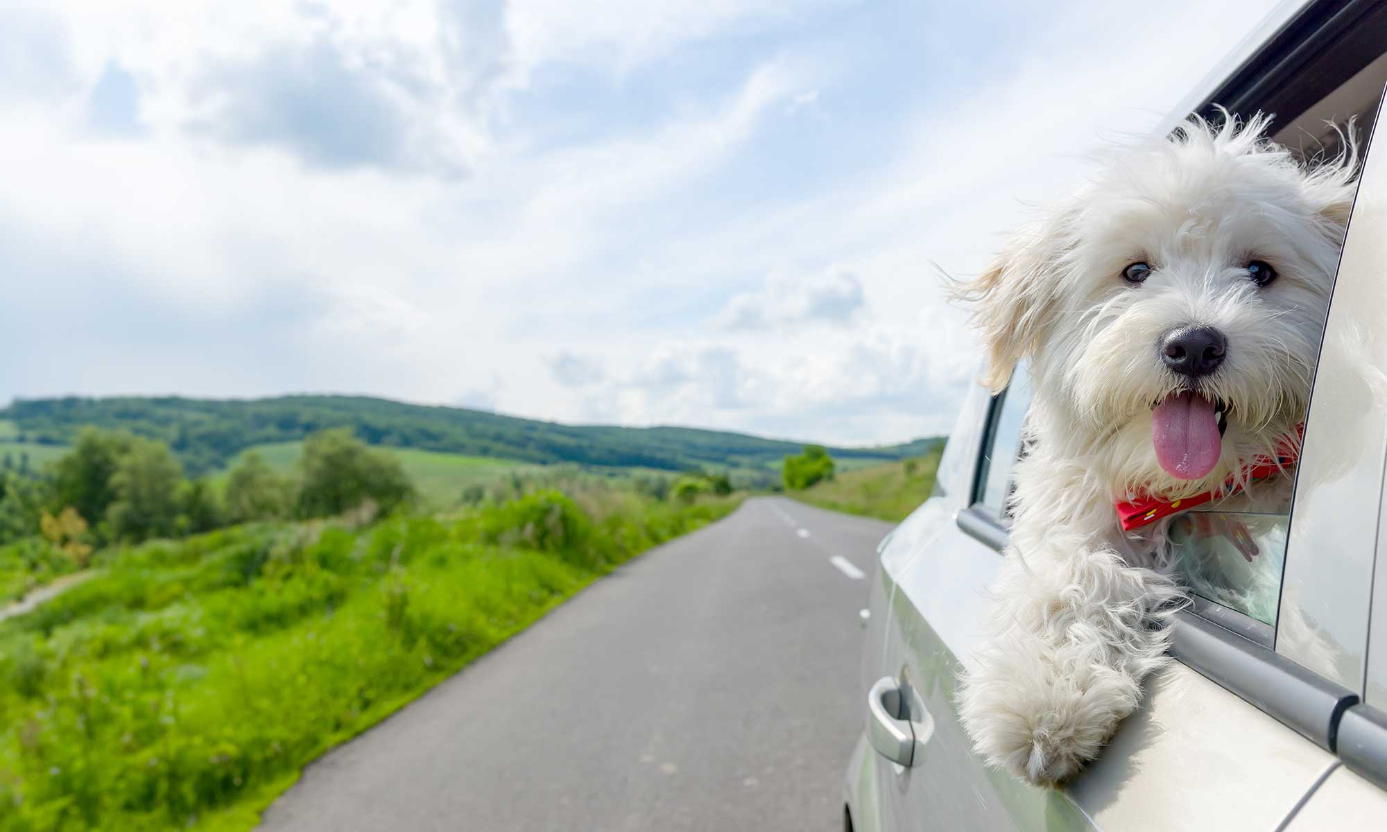 A dog riding in the car