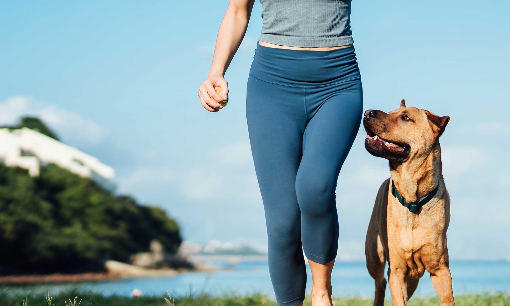 A dog outdoors with their human