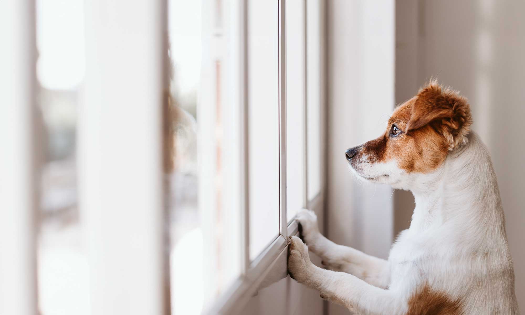 A dog looking outside