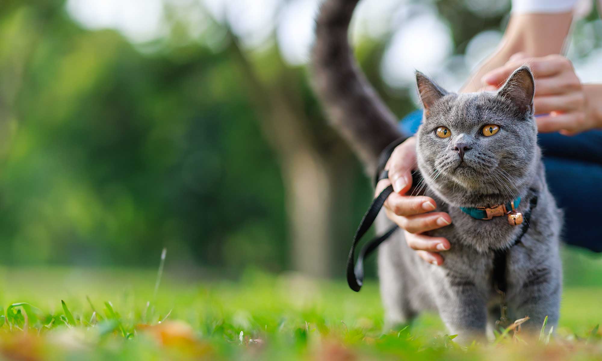 A grey cat outdoors